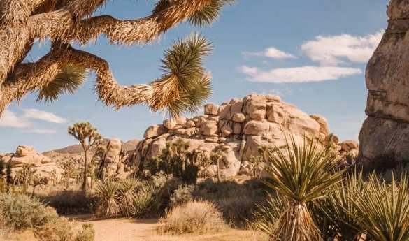 Private Joshua Tree Hike