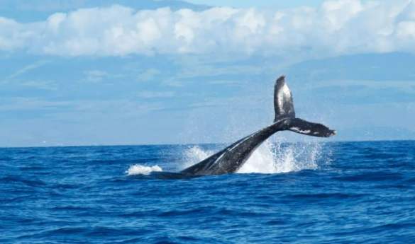 Private Zodiac Whale Watching Adventure