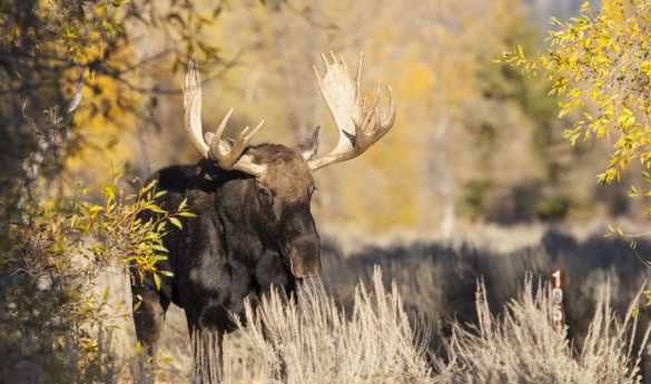 Sunrise or Sunset Grand Teton Wildlife Safari