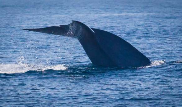 Whale Watching Santa Barbara