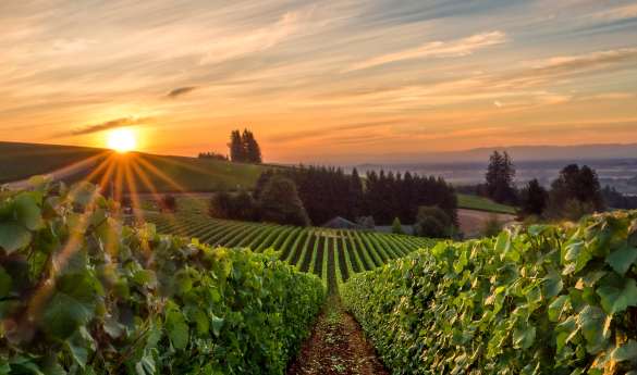 Willamette Valley Wine Tour