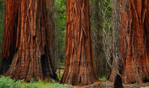 Yosemite Hiking Excursion
