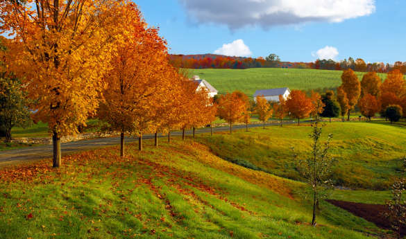 Culinary New England