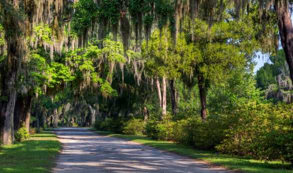 Georgia and South Carolina Uncovered