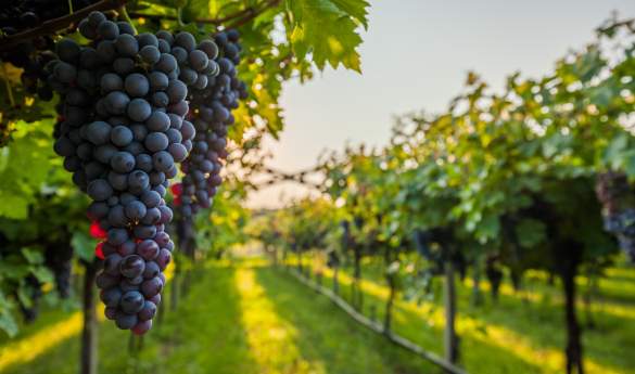 California Uncorked: Napa and Sonoma Wine Adventure