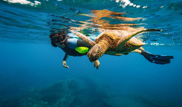 Wild Encounters: Hawaii