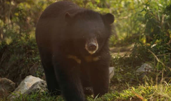 Full day Cuc Phuong National Park & Bear Sanctuary