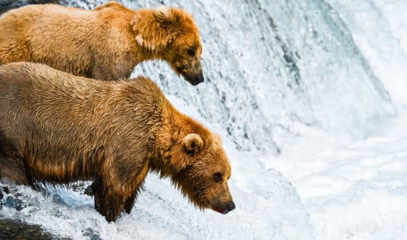 Rail & Sail: The Rocky Mountaineer & Alaska with Silversea