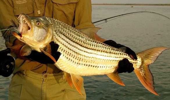 Fishing on the Zambezi River