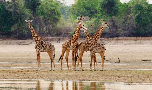 Limitless Zambia