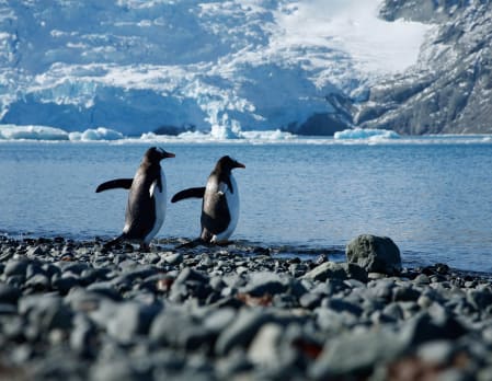 Disembarkation and fly to Punta Arenas, Chile
