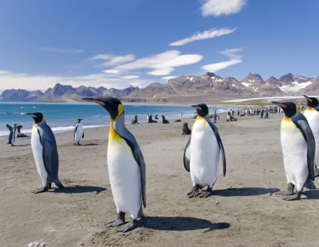 The Falkland Islands