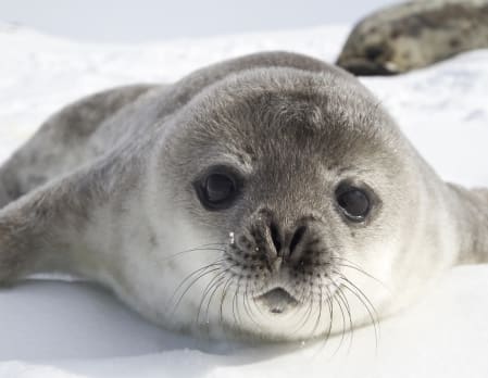Whales & Seals