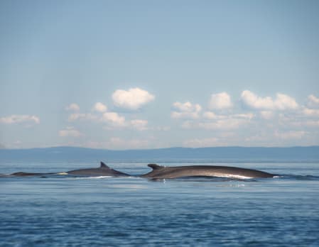 A day at sea on the St. Lawrence River, Canada