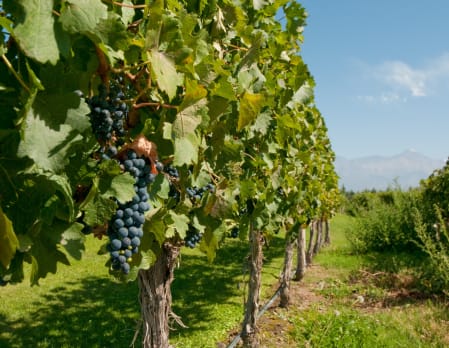 Biking the Uco Valley vineyards