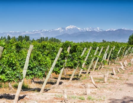 Wine Tasting in Lujan de Cuyo
