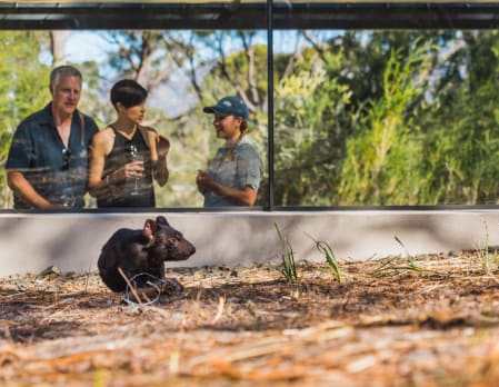 Saffire - Tasmanian Devil Experience