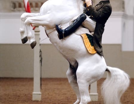 Visit to the Spanish Riding School