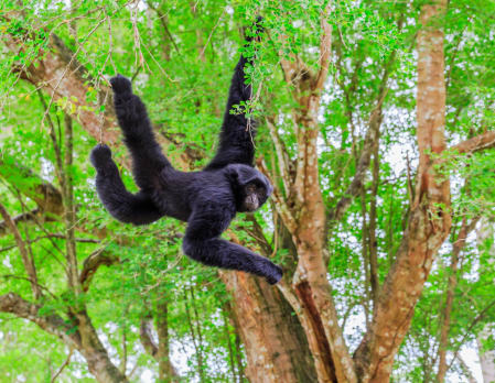 Monkey River Tour