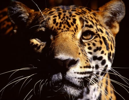 Cockscomb Wildlife Sanctuary Tour