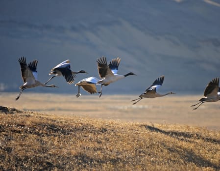 Black Necked Crane Festival