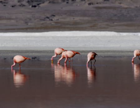 Day 6 - Uyuni Glamping Adventure