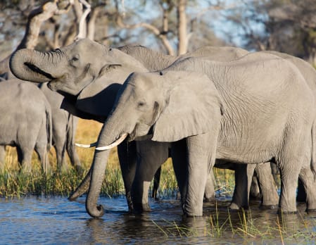Imagine Botswana