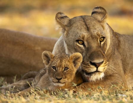 Limitless Botswana