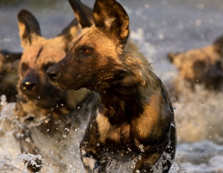 Wild Botswana