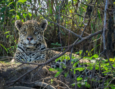 Onçafari Project at Caiman Ecological Refuge