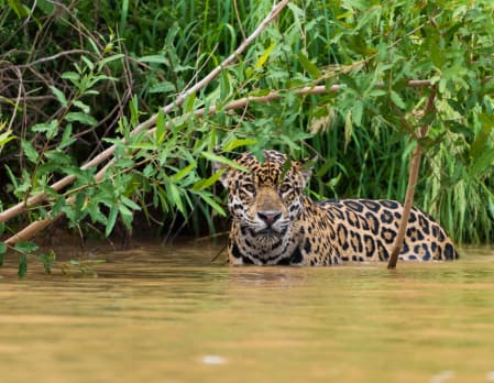 Wild Brazil: Amazon & Pantanal Adventure