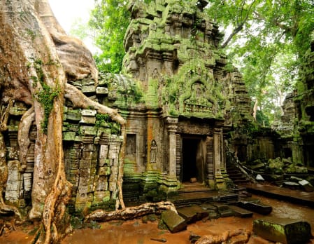 Temples of the Forest