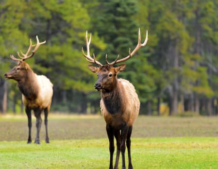 Banff evening wildlife safari