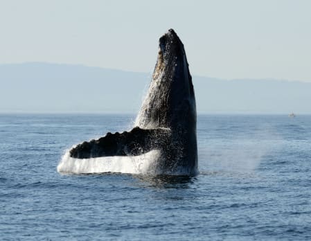 Whale Watching in Tofino