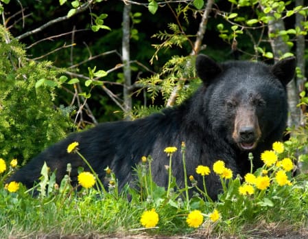Whistler Bear Viewing Tour