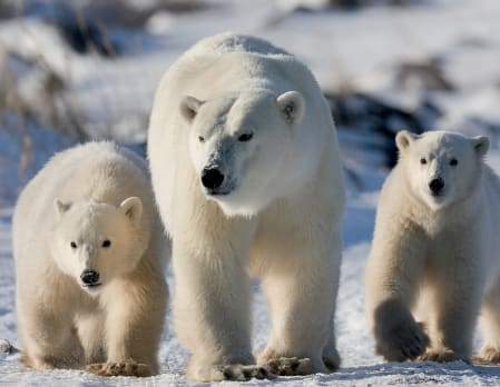 Great Ice Bear Adventure