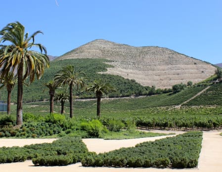 Aconcagua Valley Wine Tour