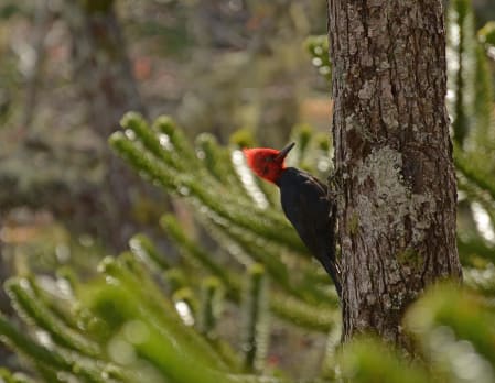 Birding at Vira Vira