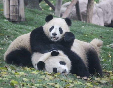 A Day in Chengdu - Pandas and the Sanxingdui Museum