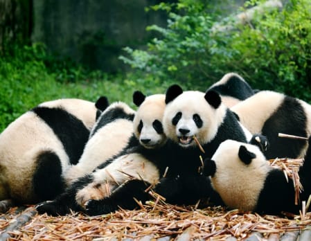 Full Day Tour of Chengdu and Panda Experience