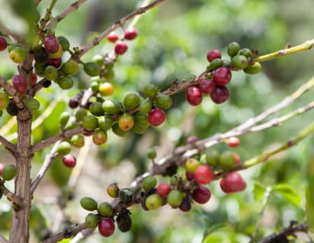 Coffee Tour at Finca Rosa Blanca