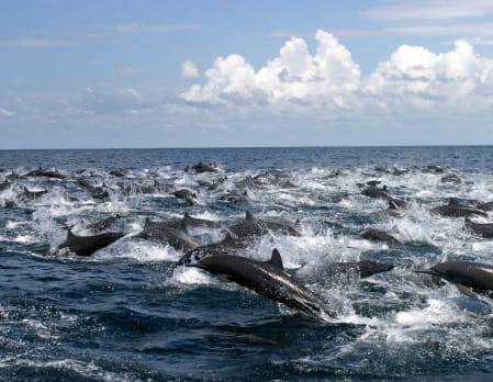 Golfo Dulce Dolphin Tour