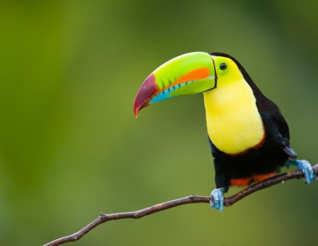 Wild Costa Rica