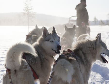 Husky dog sledding