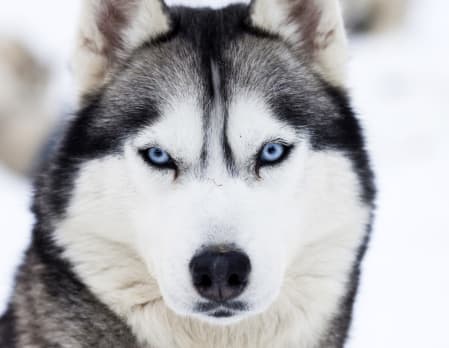 Husky safari at Beana Laponia