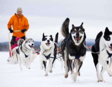 Husky Safari