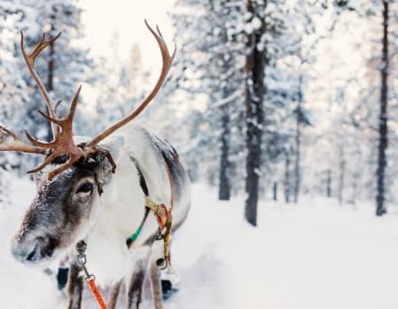 Reindeer farm with reindeer safari