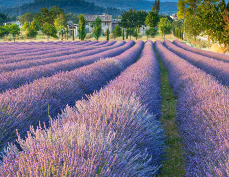 Classic Paris, Provence & the French Riviera