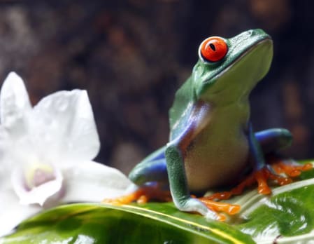 Exploring the Rainforest