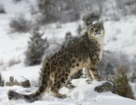 Epic India: Spotting Snow Leopards